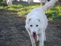 abruzzese mastiff